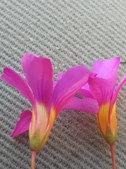 Oxalis confertifolia