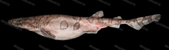 Reticulated Swellshark photo 2