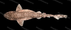 Reticulated Swellshark photo 3