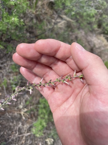 Anemarrhena asphodeloides, photograph 2