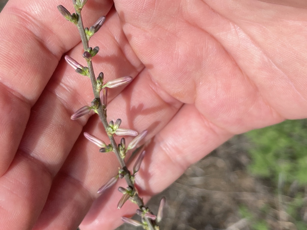 Anemarrhena asphodeloides; photograph (c) Jane Charlen, some rights reserved (CC BY)