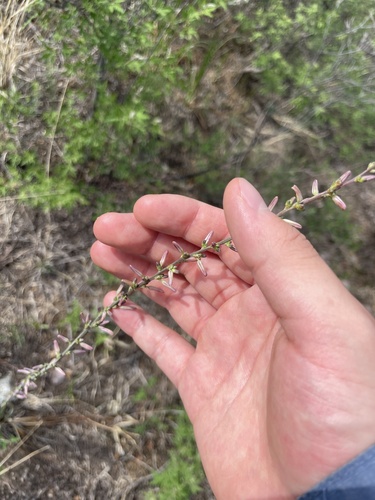 Anemarrhena asphodeloides, photograph 3