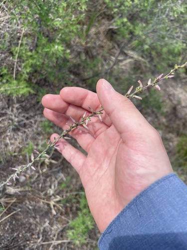 Anemarrhena asphodeloides, photograph 4