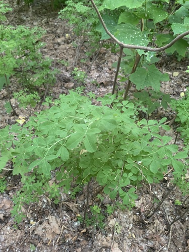 Наблюдение на iNaturalist