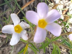 Oxalis ciliaris