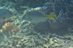 Lethrinus atkinsoni