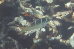 Monotaxis heterodon
