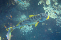 Plectorhinchus lineatus