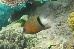 Plectroglyphidodon dickii