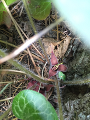 Asarum hartwegii