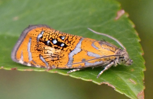 Raštuotasis Oletreutas nuotrauka