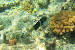 Thalassoma nigrofasciatum