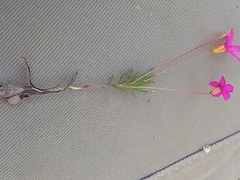 Oxalis confertifolia