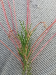 Oxalis confertifolia