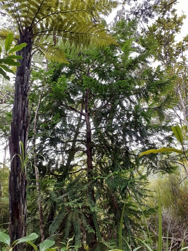 Image of Libocedrus plumosa by (c) Angus Campbell, some rights reserved (CC BY)
