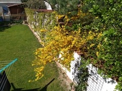 Forsythia × intermedia