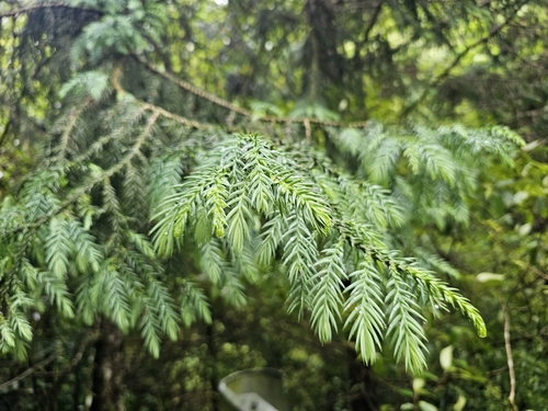 Taiwania cryptomerioides, photograph 5
