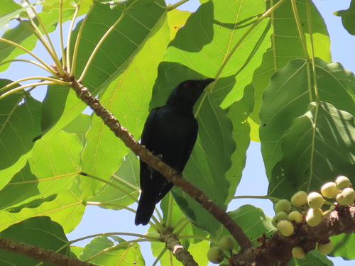 Image of Ficus superba by (c) ian_mcallan, some rights reserved (CC BY)