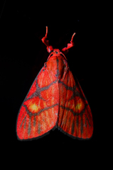 Sarbine flavodiscalis