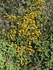 Hippocrepis comosa