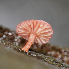 Mycena roseoflava