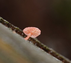 Mycena roseoflava