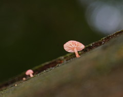 Mycena roseoflava
