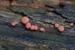 Mycena roseoflava