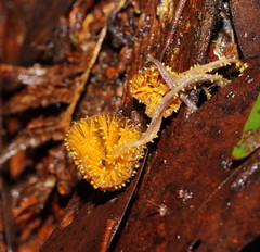Neobarya agaricicola