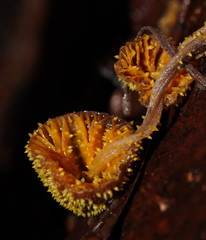 Neobarya agaricicola