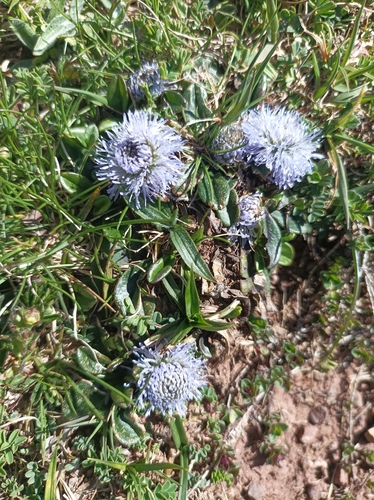 Globularia fuxeensis, photograph 4