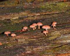 Mycena roseoflava