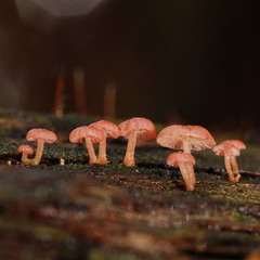 Mycena roseoflava