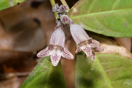 Chroesthes lanceolata observed 2024-03-10