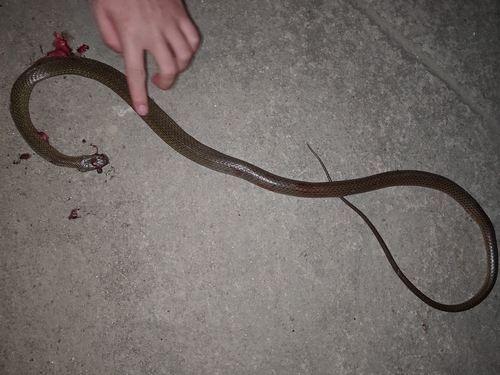 Indo-Chinese Rat Snake