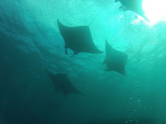 Mobula