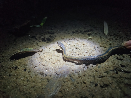 Tai-yong Keelback