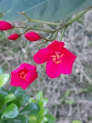 Jatropha integerrima