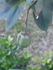 Jatropha integerrima