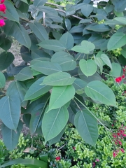 Jatropha integerrima
