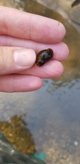 Semisulcospira