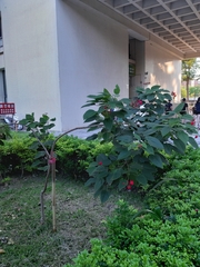 Jatropha integerrima