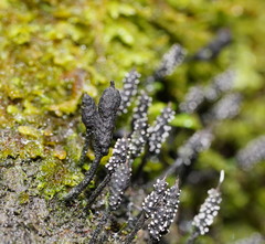 Xylaria apiculata