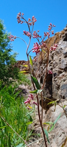 Image of Apocynum lancifolium by (c) Igor Karyakin, some rights reserved (CC BY)