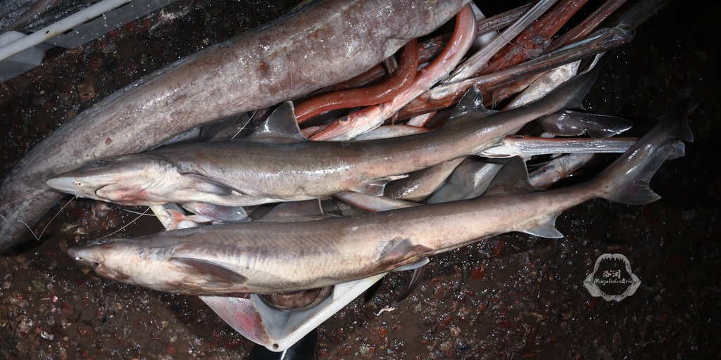 Japanese topeshark (Hemitriakis japanica) — Triakidae