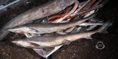 Japanese Topeshark photo 2