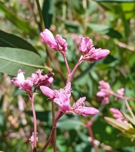 Image of Apocynum lancifolium by (c) Igor Karyakin, some rights reserved (CC BY)