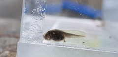 Bufo stejnegeri