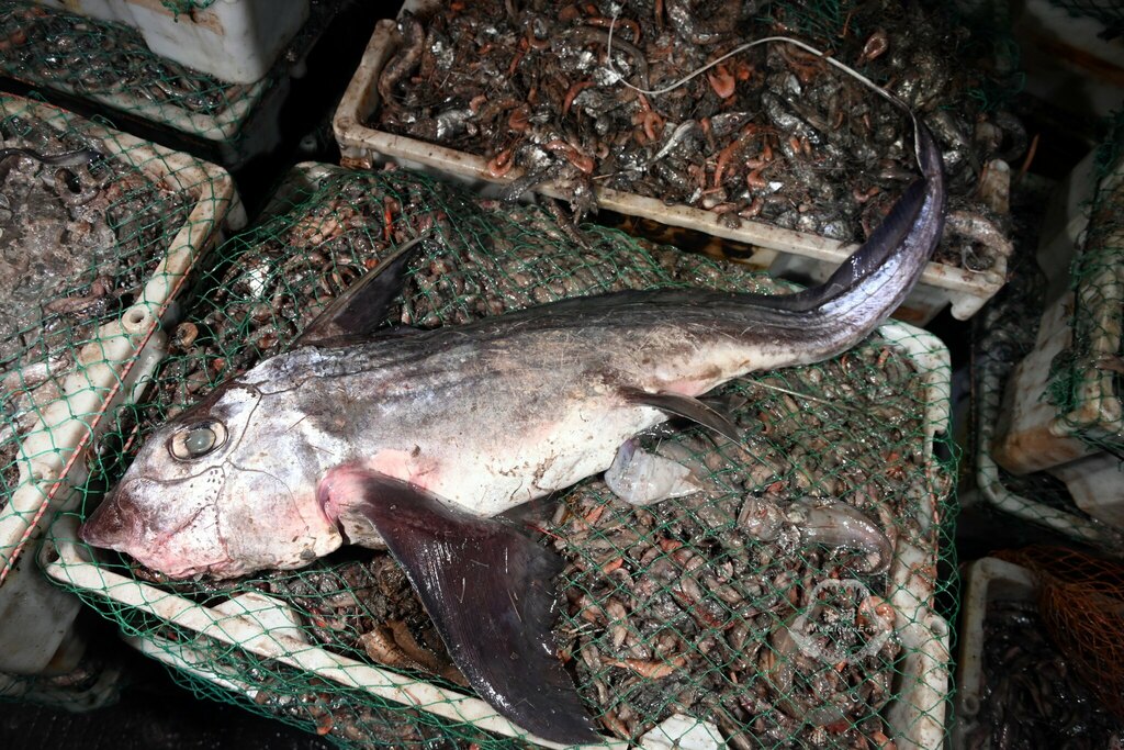 Silver Chimaera