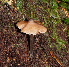 Entoloma brevispermum